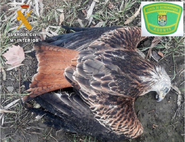Investigados dos miembros de una misma familia por envenenar aves rapaces protegidas en su finca de Cabeza del Buey