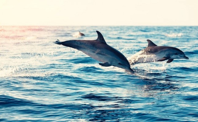 Varapalo a ‘Parques Reunidos’ por incumplir la normativa sobre protección de los animales