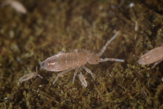 La sequía amenaza la biodiversidad del suelo y pone en peligro el ciclo de nutrientes en toda Europa