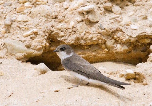 Recuperando la especie avión zapador