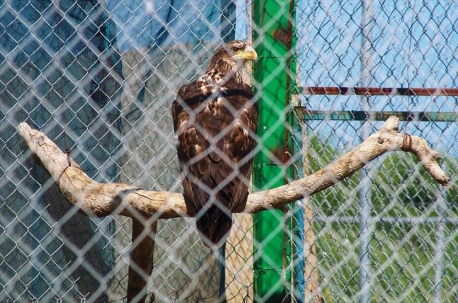 Rehabilitación y conservación de fauna silvestre en Baja California Sur