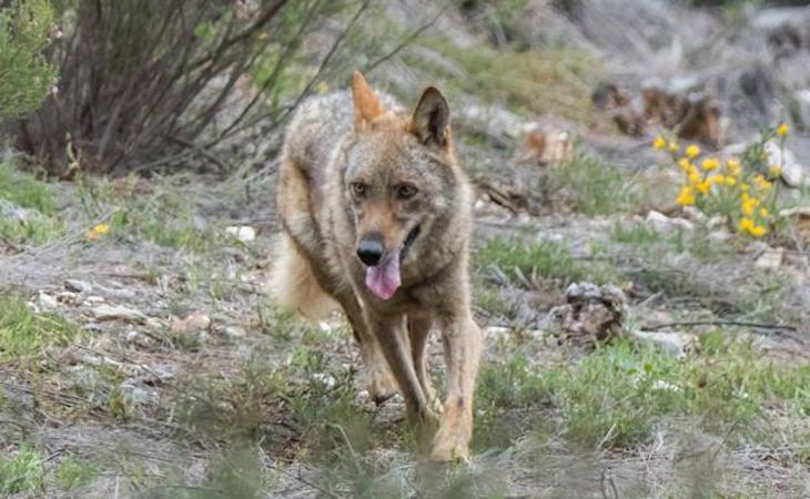 Naturaleza. Cantabria no quiere que el lobo sea especie protegida