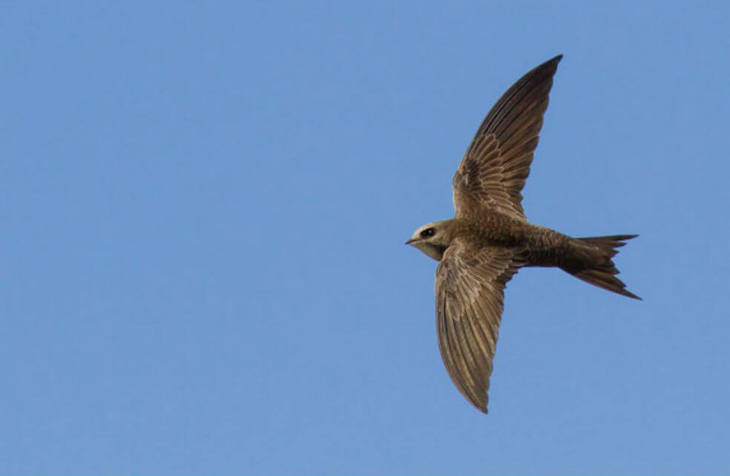 La app Avefy de SEO/BirdLife incluye un buscador por especie que facilita la búsqueda en la guía de aves