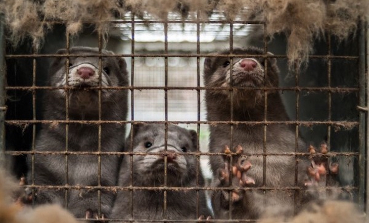 Noventa y tres mil visones serán sacrificados en una explotación de La Puebla de Valverde (Teruel)