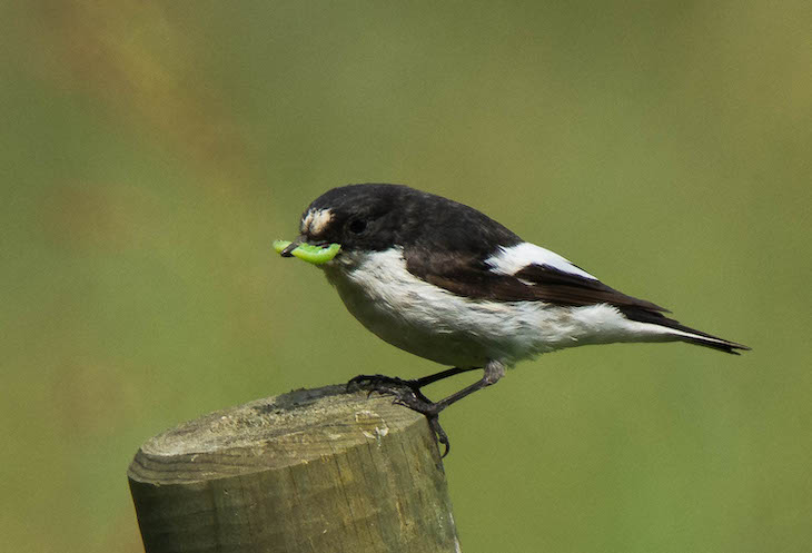 Un proyecto para estudiar la respuesta evolutiva de las poblaciones a variaciones ambientales en escalas temporales cortas