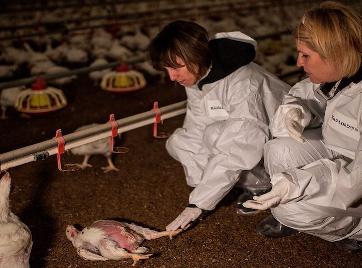 La crueldad de la industria del pollo en España (video)