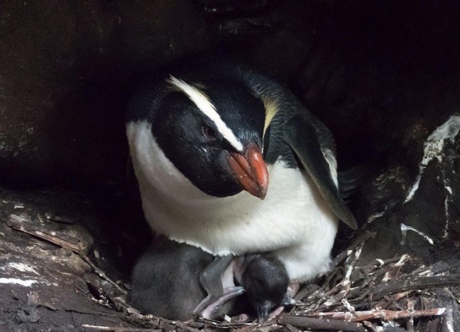 Hay una nueva clase de runners y son los pingüinos tawaki