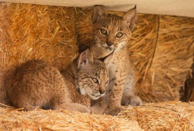 Dos nuevos videos de los cachorros de lince nacidos en Ciudad Real