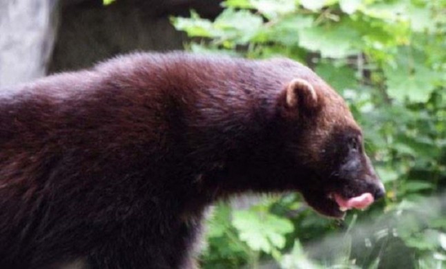 Hallados los restos más antiguos de los antepasados del glotón en la Península