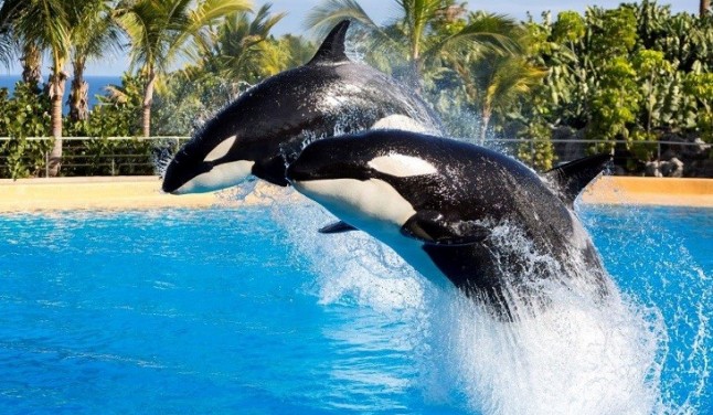 La cara ‘B’ de las orcas asesinas