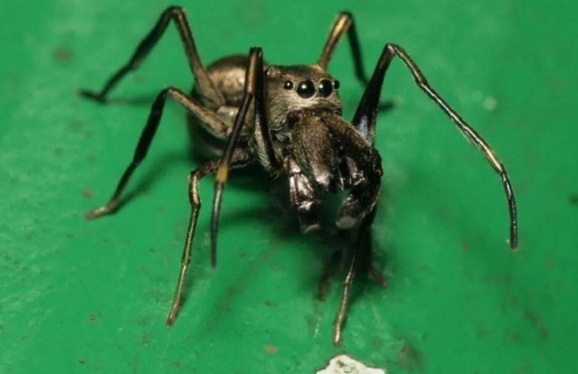 Hay arañas que producen leche y cuidan de sus crías