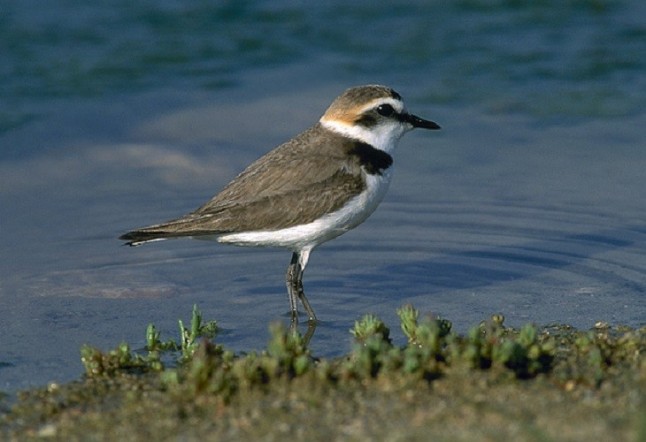 Los usuarios de las playas son una de las principales amenazas para el chorlitejo patinegro