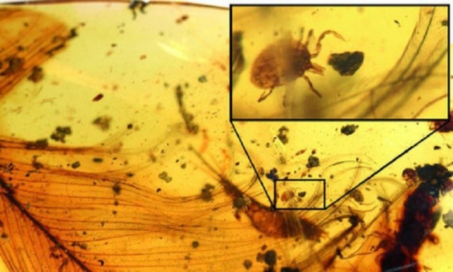 Primera evidencia fósil de eclosión de larva preservada en ámbar