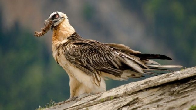 Proyecto de reintroducción del quebrantahuesos en la Tinença de Benifassà (Castellón)