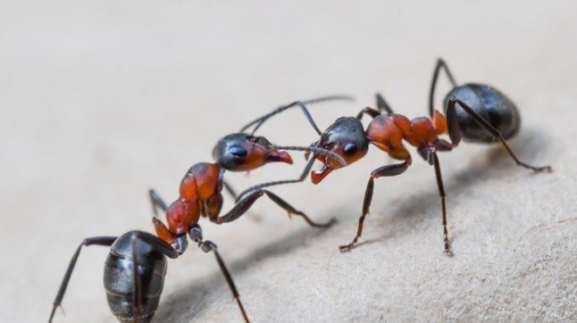 La araña de hormiga tiene más vidas que un gato