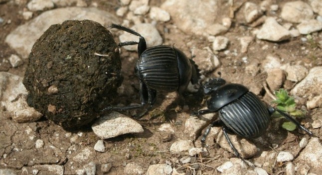 Cómo evolucionaron los escarabajos