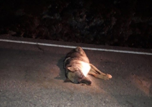 Muere un lobo atropellado en Madarcos
