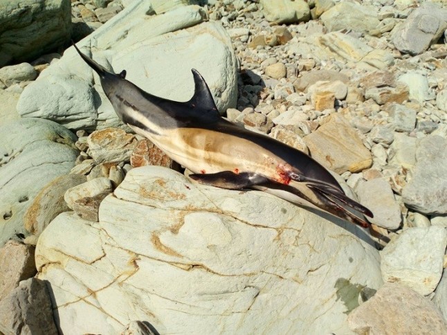 Hay que poner freno a la continua mortandad de delfines en las costas asturianas