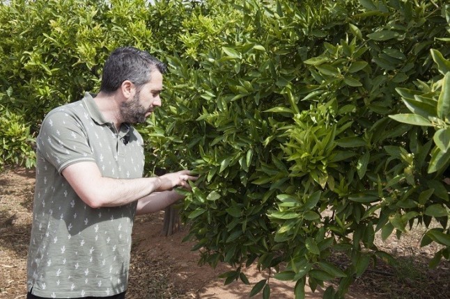 El cambio climático pone en peligro la viabilidad comercial de los cítricos