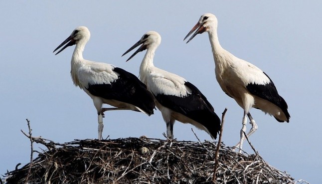 Medio Ambiente emite en directo a través de la Web la vida de la colonia de cigüeñas de Alfaro