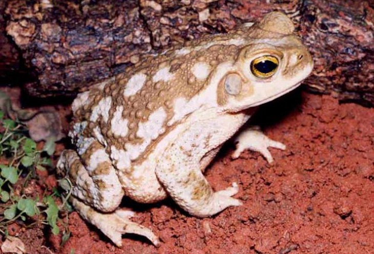 Demuestran que la combinación de agroquímicos y antibióticos genera nuevas anomalías en anfibios