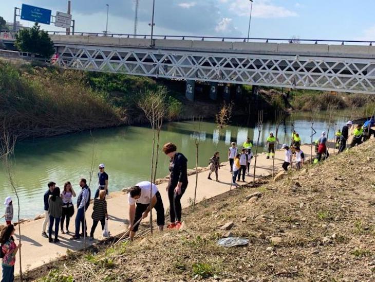 Plantan más de 300 árboles y especies vegetales en la mota del río Segura