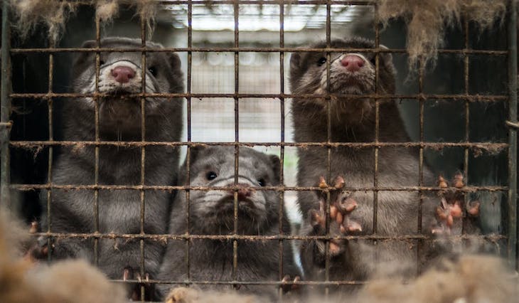 Naturaleza. STOP a las granjas de visón americano en Galicia