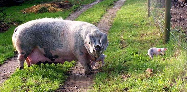 Qué sabemos de la genética del gochu asturcelta