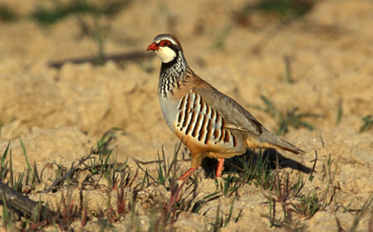 Andalucía ‘anima’ a cazar más días…
