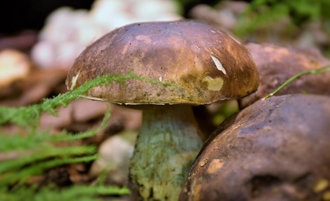 Almería autoriza la recolección de hasta cinco kilos de setas por persona y día para autoconsumo