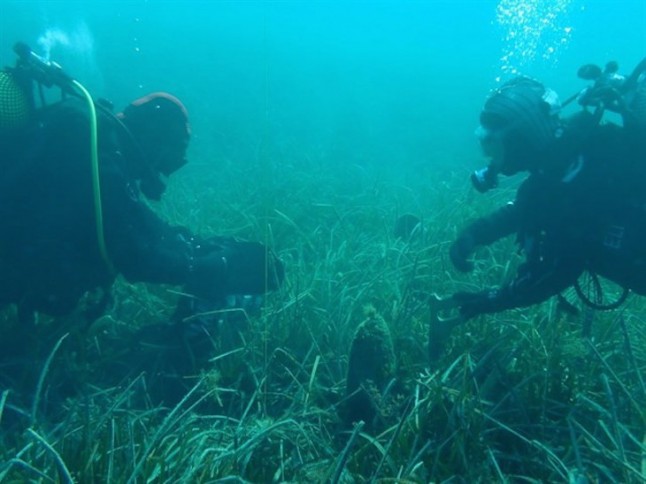 España borda el proyecto de conservación marina LIFE+ Indemares
