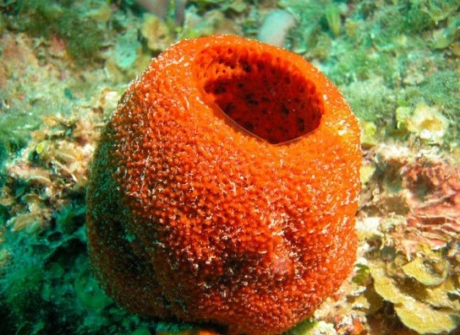 El secreto de las esponjas