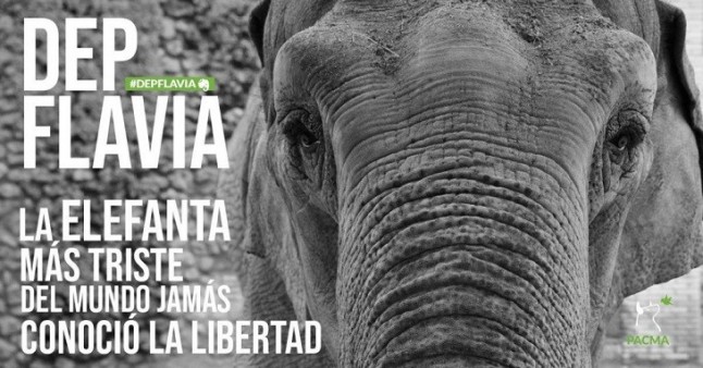 La triste eutanasia de la elefanta ‘Flavia’