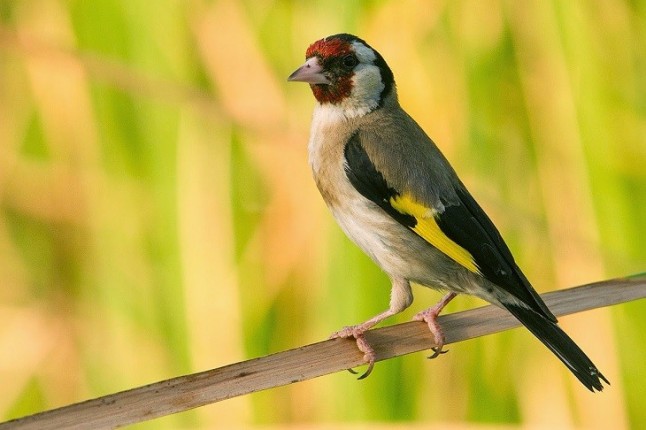 Plumaje para todos los gustos
