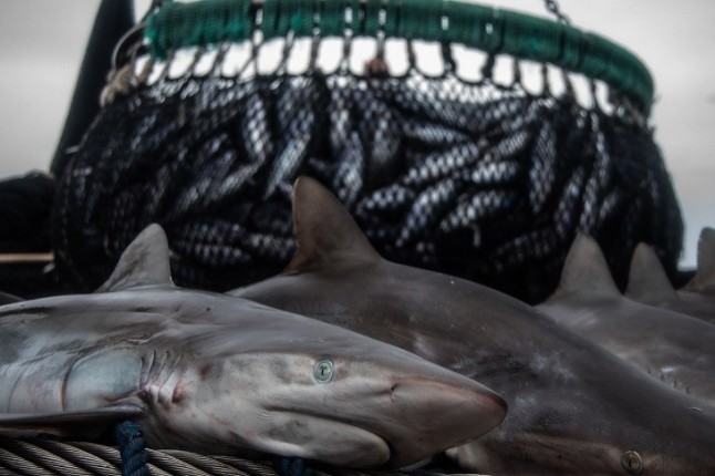 Alianza para acabar con la pesca ilegal en el golfo de Guinea