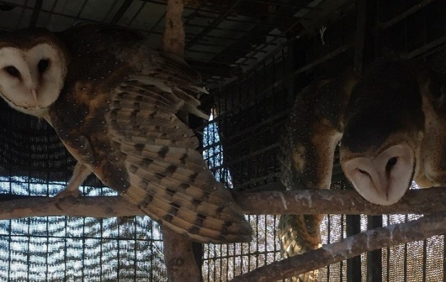 Liberadas seis rapaces nocturnas recuperadas en el CREA Dunas de San Antón por el Día de la Biodiversidad