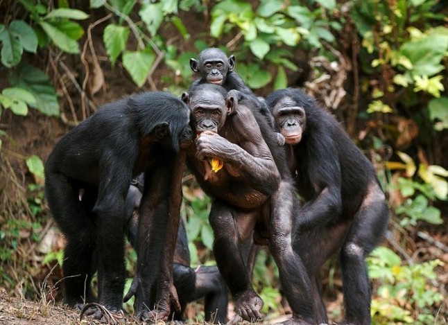 Primates Humanos Primates y humanos, más parecidos de lo que podías pensar