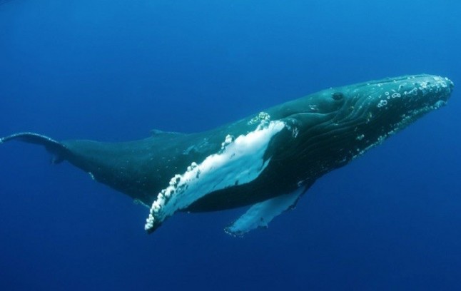 Identifican un repertorio de 15 temas en el canto de ballenas jorobadas