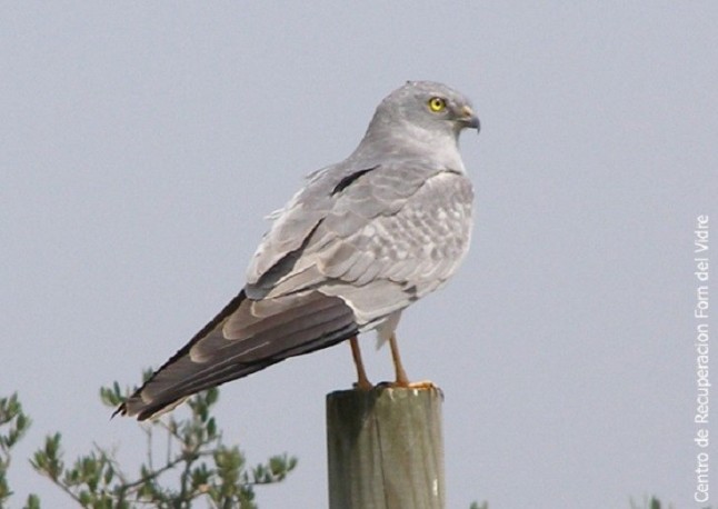 El Consell declara como Zona Especial de Conservación el Lugar de Importancia Comunitaria Serra d’en Galceran