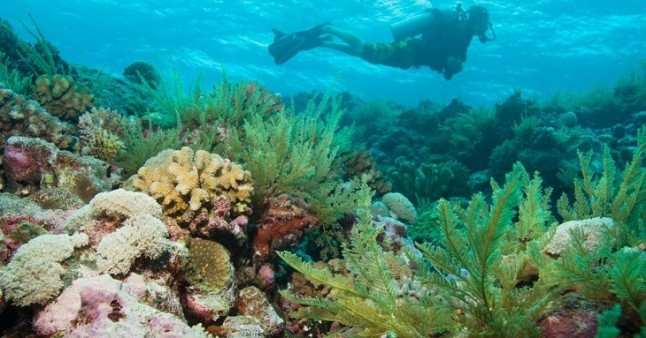 Lluvia de millones para proteger la Gran Barrera de Coral