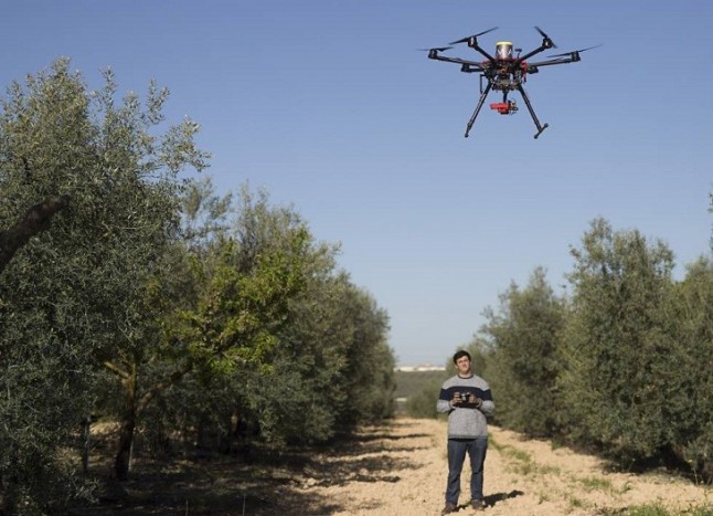 Drones para salvar a los olivos de la Xylella fastidiosa
