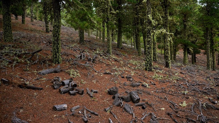 España ‘apuesta’ por reforzar la cooperación europea contra la deforestación