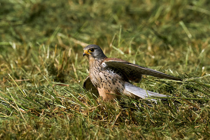 Ceden para su liberación nueve cernícalos primilla del CREA a los Villares de Córdoba