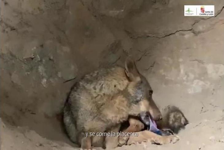 Centro del Lobo de Sanabria