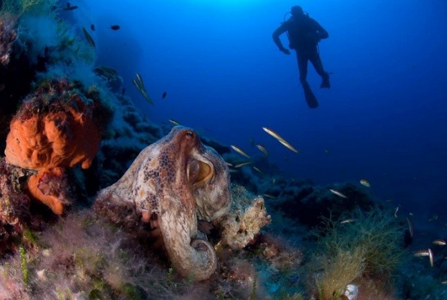 España orgullosa y con razón de su parque nacional marino en Cabrera