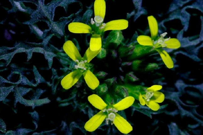 Descubren una forma activa de autopolinización en determinadas especies de plantas hasta ahora desconocida