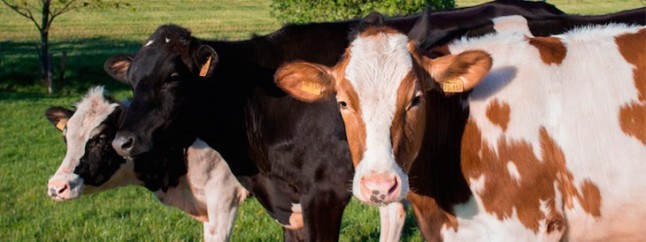 Estudian efectos climáticos sobre vacas lecheras