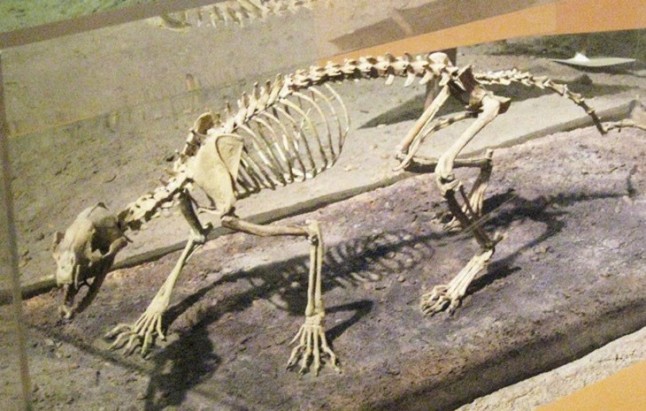 Cómo cazaban los ancestros del perro