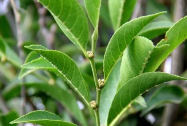 Un árbol de Oceanía absorbe níquel en su látex como insecticida