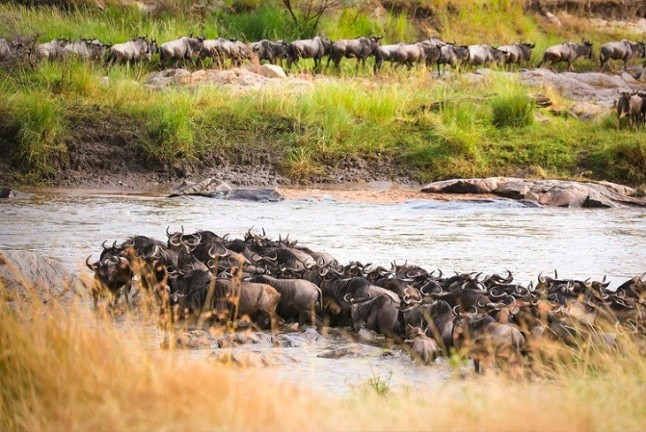 El Serengeti-Mara puede tener los días contados